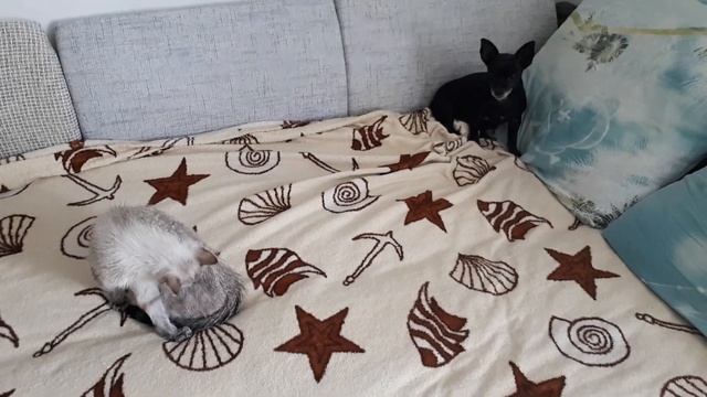 Кот и собака после помывки. Каждый сушится по разному. смотреть онлайн