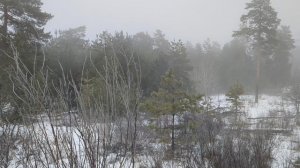 Туманный лес, шум леса.mp4