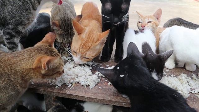 My Cat Very like rice with fish so much смотреть онлайн