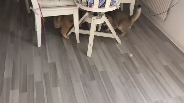 😅😂🤣ФУТБОЛ КОШЕК ,ЗОЛОТЫХ ШИНШИЛЛ.GOLDEN KITTENS😻😺🙀👀