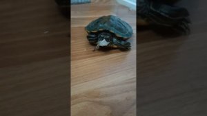Маленькая ОБЖОРА Красноухая черепаха 🐢🐢🐢