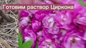 Циркон для роз рано весной