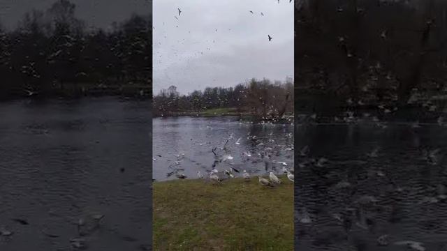 Тысяча чаек. смотреть онлайн