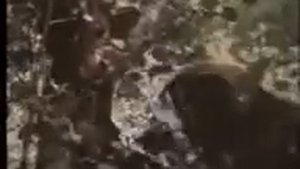 пчелы дикие или домашние ,создание улья