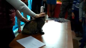 Выставка кошек Донецк. Курильский бобтейл Рыся