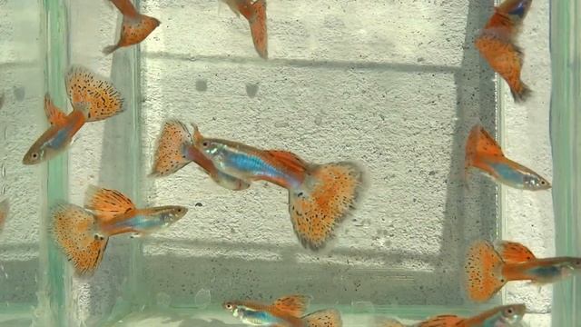 гуппи red grass big dorsal г Хмельницкий смотреть онлайн