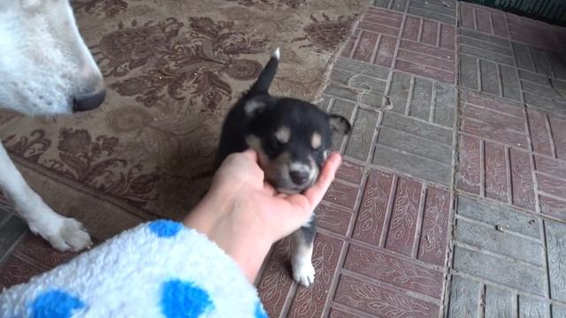 Забавные щенки. Funny puppies.