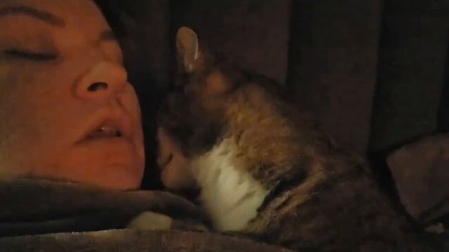 Не бойтесь брать слепых котиков в дом! Они опасны только тем, что зацелуют Вас до смерти!