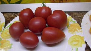 МОИ ЛЮБИМЫЕ ТОМАТНЫЕ ГНОМЫ. Дегустация 26 сортов в одном видео.