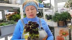 Развела зелёную тлю и мучнистую росу на рассаде. Что делать?