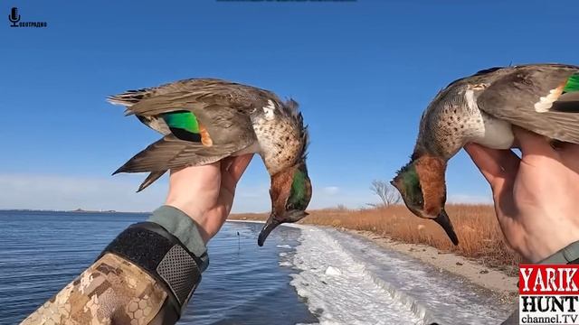 ОХОТА НА НЫРКОВУЮ УТКУ ЗИМОЙ / ЗАСИДКА НА БЕРЕГУ / ЛЕД ВСЕ ЗАМЕРЗЛО  🔴ОХОТРАДИО