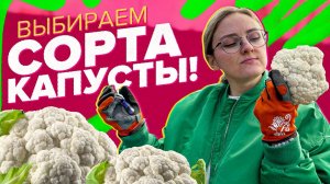 ШУРШИМ ПАКЕТИКАМИ. Выбираем сорта капусты