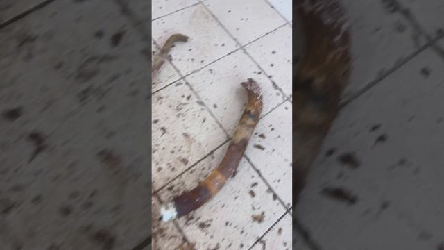 Камри сороковочка или гнилой и еще гнилее гнилого. Замена горловины топливного бака #camry #toyota смотреть онлайн