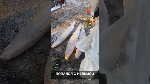 ПОПАЛСЯ С НЕЛЬМОЙ