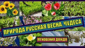 Природа. Русская весна на Кубани. Чудеса природы. Мгновения дождя