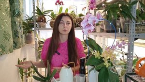 Китайские орхидеи заполонили магазины/ Как ухаживать за орхидеями ВО МХЕ/ Пересадка орхидеи из мха