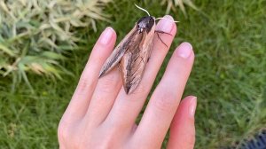 Бражник сиреневый