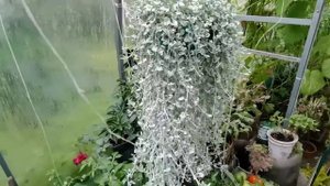 До морозов надо успеть нарезать черенки. А кого уже опоздали?