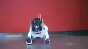 Робот собака и кибер кот