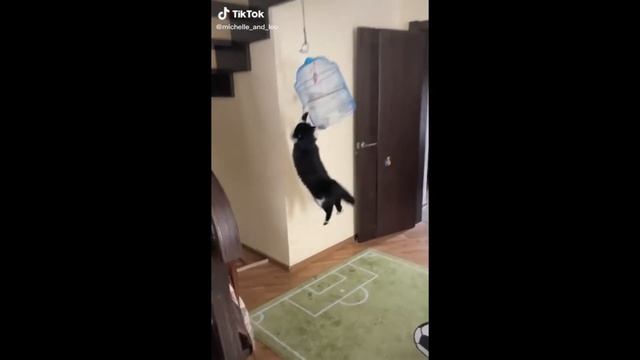 ❤️ СМЕШНЫЕ КОШКИ 2021 И ДРУГИЕ ЖИВОТНЫЕ  СМЕШНЫЕ ЖИВОТНЫЕ 2021  КОТОМАНИЯ #13