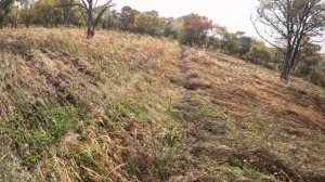 Охота на фазана. Pheasant hunting.