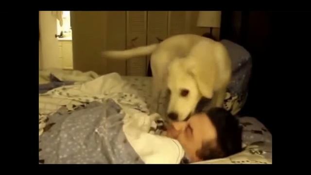 Животные будят своих хозяев смотреть онлайн