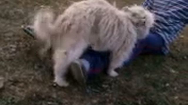 У СОБАЧКИ НЕДОТРАХ)))))))) смотреть онлайн