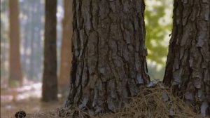 Строительство деревянных домов: презентация ООО "Дом-Строй"