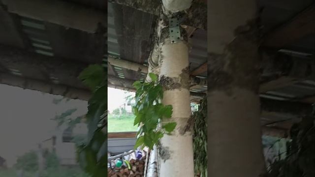 жизнь борется
