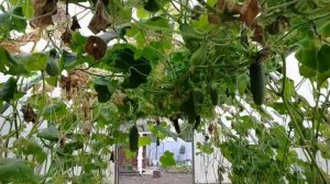 Борисыч дал ЦУ- я выполнила! Пять месяцев едим свои огурцы