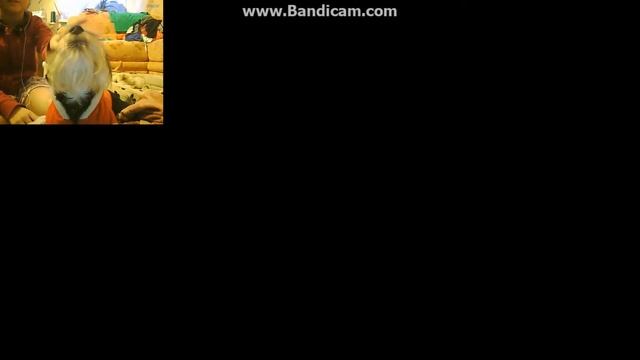 Собачка по имени Арчи )издивательсво над собакой ) смотреть онлайн