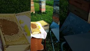 стартер для вывода маток в медовых корпусах улья Удав.