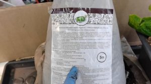 Лучшие сорта для выращивания огурцов зимой . Я угадала и всё сошлось