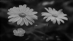 Документальный фильм про село Новый Куруш (ЦIийи Къуруш, 1970 йис)