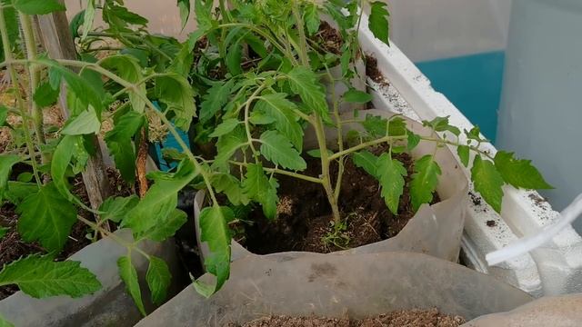 Хотите кушать ПОМИДОРЫ рано? Мой не обычный способ посадки ранних томатов