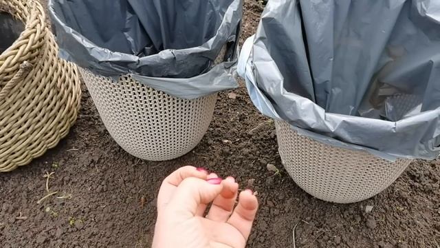 Посадите ТЮЛЬПАНЫ в кашпо таким способом и будете радоваться их букетам очень рано