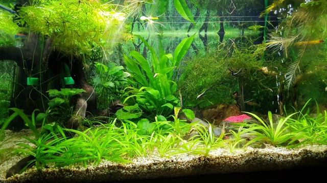 Аквариум ??? смотреть онлайн