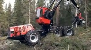 Лесорубка Валят лес