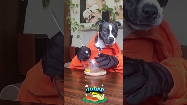Котлеты из фарша птицы! Оценка от стаффи 🍽️ #повар #рецепт #собака #кухня #перепелка #фарш #котлета