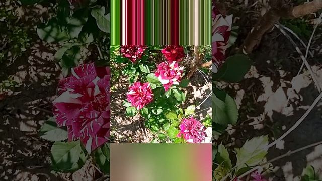 Розы 2023 смотреть онлайн