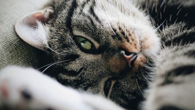 Звук Мурчания Кота с Дождем за Окном. Успокаивающий Мурлыкающий Кот и Легкий Дождь
