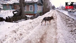Укусила собака? Идите сразу в суд, полиция вряд ли поможет.