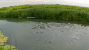 кастинговая сеть 25-ка. малая речка порадовала рыбой но....mp4