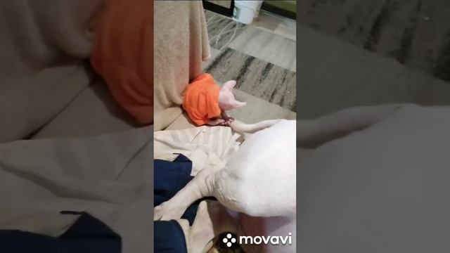 есть бультерьера нужно с хвоста