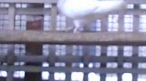 Бакинские голуби зима 2012 г.