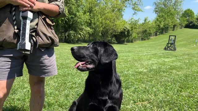 Protect Your Dog From Heat Stroke | Pro Dog Training Tips From Uncle Stonnie