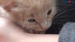 На улицах Курска умирают от холода выброшенные котята
