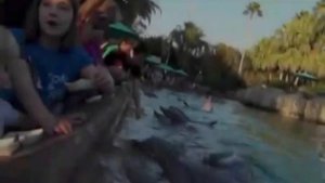 Дельфин укусил маленькую девочку