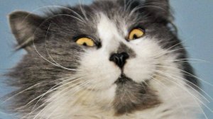 Смешные котики 61