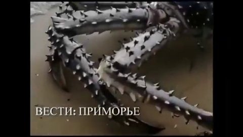 краб гигант. остров Русский. #хабаровскийкрай #хабаровск #дальнийвосток #природа